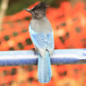 Meet your Posher, Anna liza